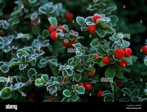 COTONEASTER APICULATUS " TOM THUMB' with hoarfrost and red berries ...