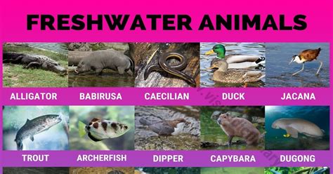 Freshwater Animals: 60 Best Animals that Live in Freshwater Habitats - Visual Dictionary