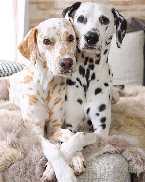 PUPPIES 🐶 on Instagram: “Tag ya partner 😍 @khaleesi.django.dalmatian # ...