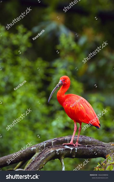 88 Trinidad bird sanctuary Images, Stock Photos & Vectors | Shutterstock