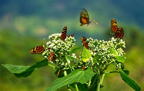 Wildlife - Nicaragua Tourism