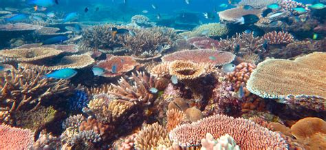 "Coral Reefs of the World" series expands with new volume on omics | AIMS