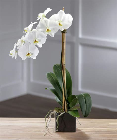 Orchid Delivery Atlanta GA: Carithers Flowers - Voted #1 Florist in Atlanta