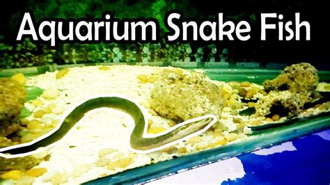 Aquarium Snake Fish - YouTube