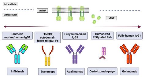 Pharmaceuticals | Free Full-Text | Immunosuppressant Therapies in COVID-19: Is the TNF Axis an ...