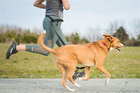 EzyDog Blog - Dog products built to hit the trail running