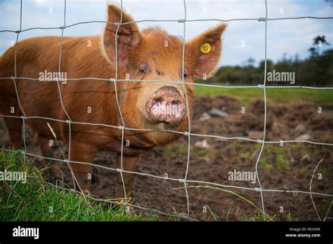 Rare breed Tamworth Pig Stock Photo - Alamy