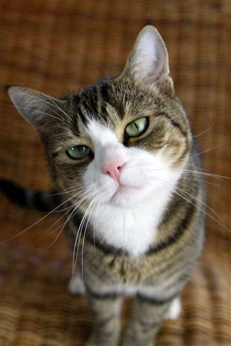 Cat Behavior Problems [What to do and what not to do] – TheCatSite Articles