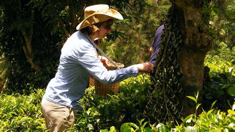 Day in the life of a Tea Plucker, Soul Sri Lanka, Tour Company in ...