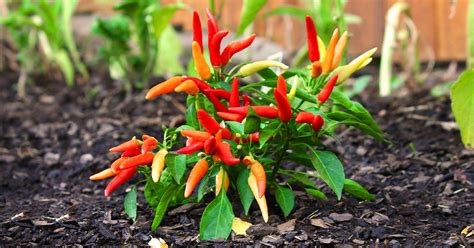 Mother Nature | How to Grow Hot Peppers & Make Super Fresh Salsa