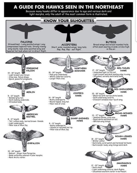 A guide for hawks seen in the NE | Backyard birds, Birds of prey, Beautiful birds