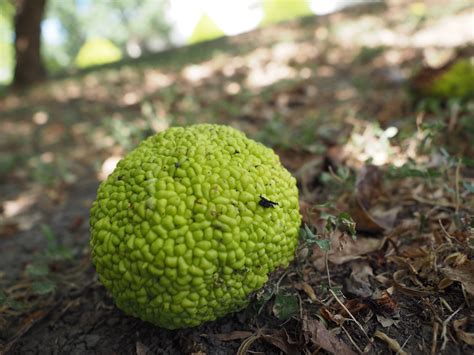 Mitch Fincher: The Distracted Programmer: 9 Amazing Facts About the Osage Orange Tree