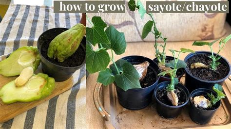 HOW TO GROW CHAYOTE (SAYOTE) FROM FRUIT | HOW TO GERMINATE CHAYOTE ...