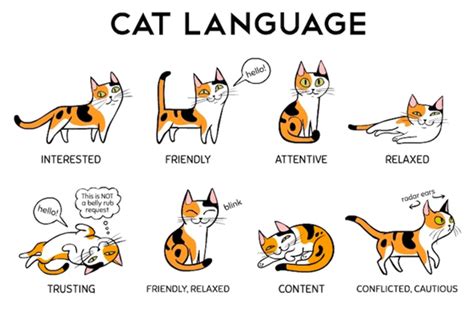 Understanding cat language and signals | by Outdoor Cats | Medium