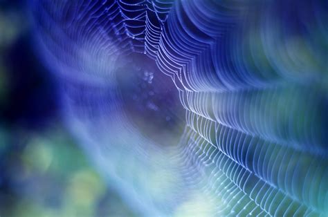 🔥 Free Download Spider Web Macro Photography Wallpaper Background by @njohnson60 | WallpaperSafari