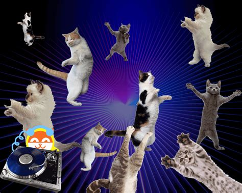 11 cats dancing!