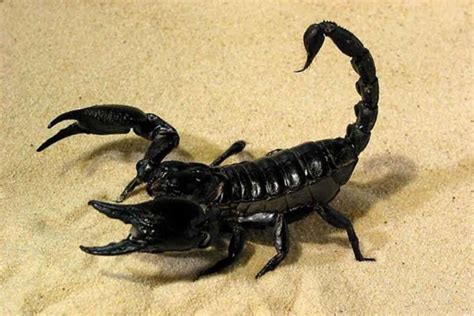 The Most Popular Scorpion Species Suitable As Pets - Shrimp and Snail Breeder