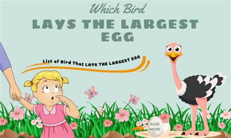 Which Bird Lays The Largest Egg? Facts You Might Not Know!