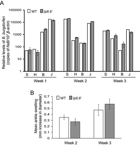 lp6.6 mutant B. burgdorferi retains murine infectivity. A. The B ...