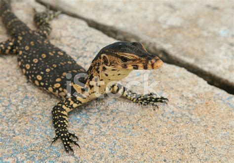 Baby Monitor Lizard stock photos - FreeImages.com