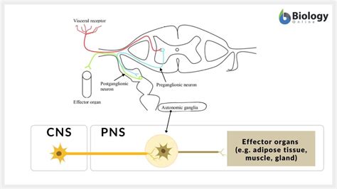 Ganglia - Definition and Examples - Biology Online Dictionary