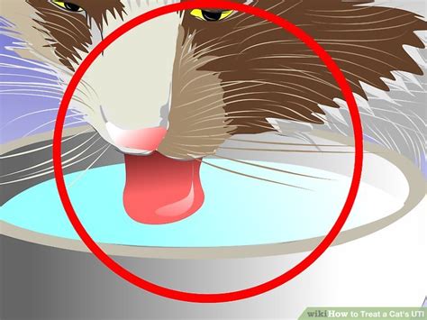 How to Treat a Cat's UTI: 6 Steps (with Pictures) - wikiHow