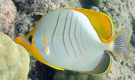 butterflyfish INDO-PACIFIC Coral Reef