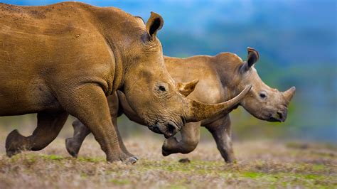 White Rhinos – Bing Wallpaper Download