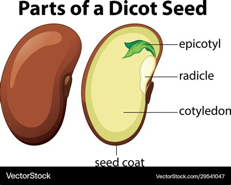 Parts Of A Seed - cloudshareinfo