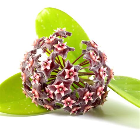 How To Propagate Hoya | Houseplant Resource Center