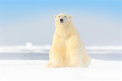 Svalbard Photography Tour & Workshop | Aaron's Photo Tours