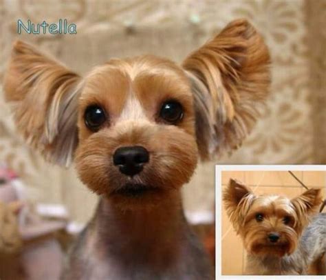 Image result for yorkie poo haircuts | Dog grooming, Yorkshire terrier ...