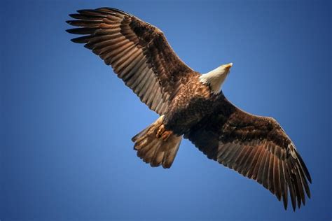 Premium Photo | Wing span bald eagle