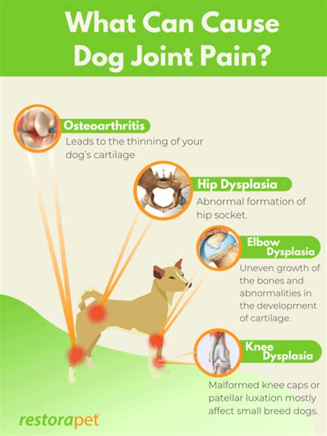 Arthritis in Dogs: 5 Potent Ways To Treat Dog Joint Pain | RestoraPet