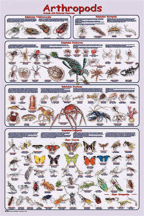 Feenixx Publishing - Educational and Hobby Posters