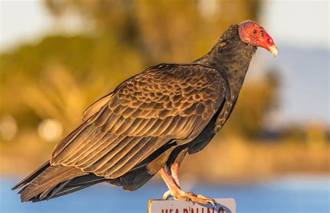 Close Up Photo of a Turkey Vulture or Buzzard · Free Stock Photo