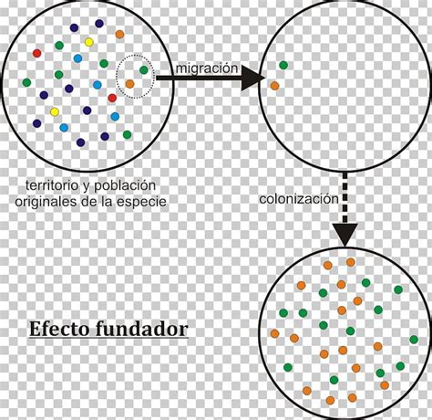 Founder Effect Genetic Drift Speciation Genetics Evolution PNG, Clipart, Area, Biology, Body ...