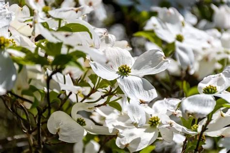 Dogwood Tree Flower Meaning, Symbolism, and Uses You Should Know - Store