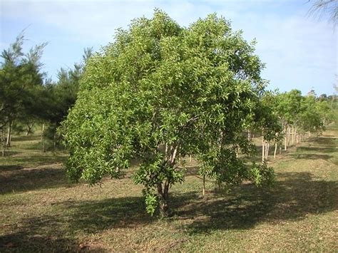 Indian Sandalwood Tree