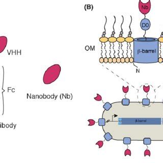 (PDF) Synthetic consortia of nanobody-coupled and formatted bacteria for prophylaxis and therapy ...