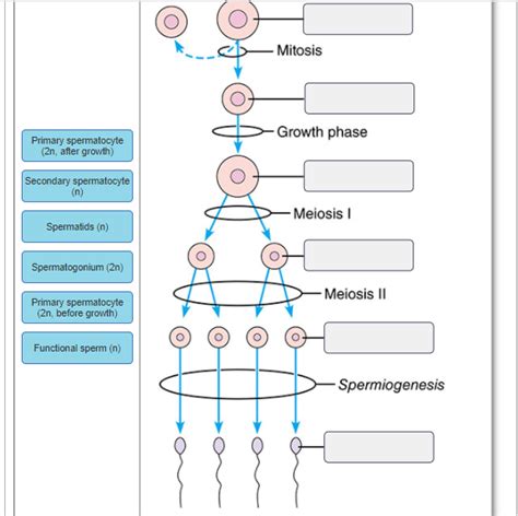 Solved Drag the labels onto the diagram to identify the | Chegg.com