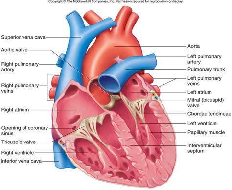 Diagram of Heart Valves