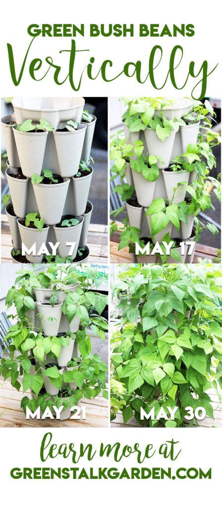 How to Grow Green Bush Beans Vertically | GreenStalk Vertical Garden | Growing vegetables ...