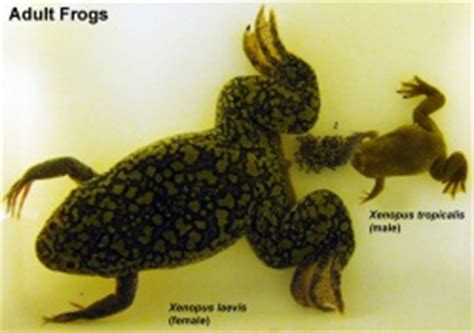 Frog Development - Embryology