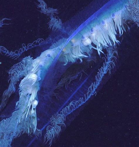 Australian Scientists Discover Massive Deep Sea Predator That Looks Like Silly String