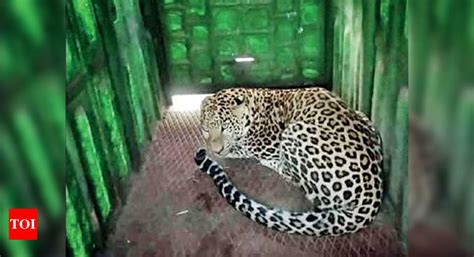 Village on NDA campus in grip of leopard fear | Pune News - Times of India