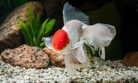 Oranda Goldfish: Care Guide, Types & Species Profile - Everything Fishkeeping