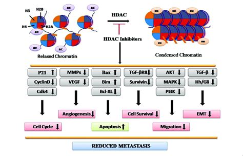 | Depiction of molecular mechanism of HDAC inhibitors as anticancer ...