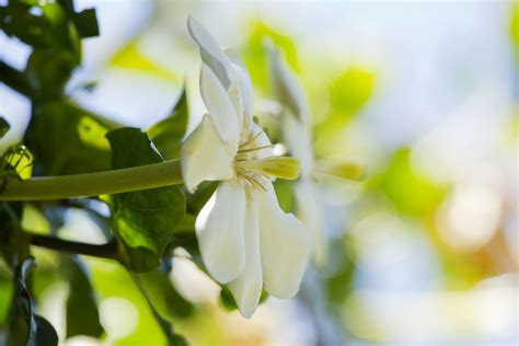 Gardenia thunbergia | Gardenia thunbergia, the fragrance is … | Flickr