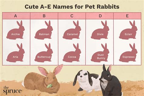 Pet Rabbit Names That Start With 'A' Through 'E'